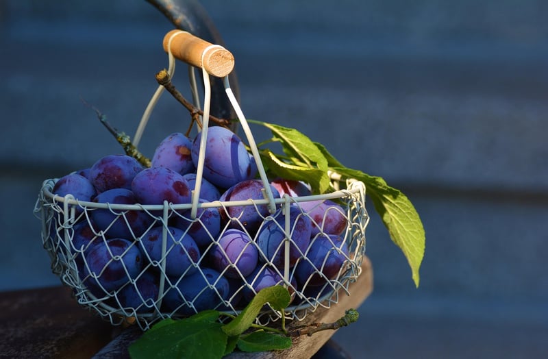Fruits