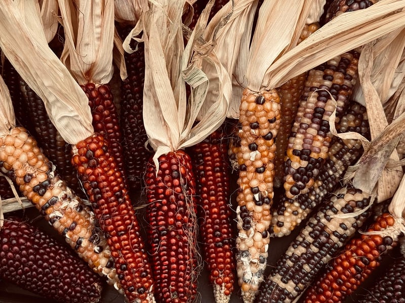 Fall harvest